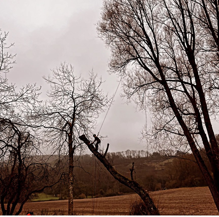 Arborist rigging a tree during felling work in a rural field