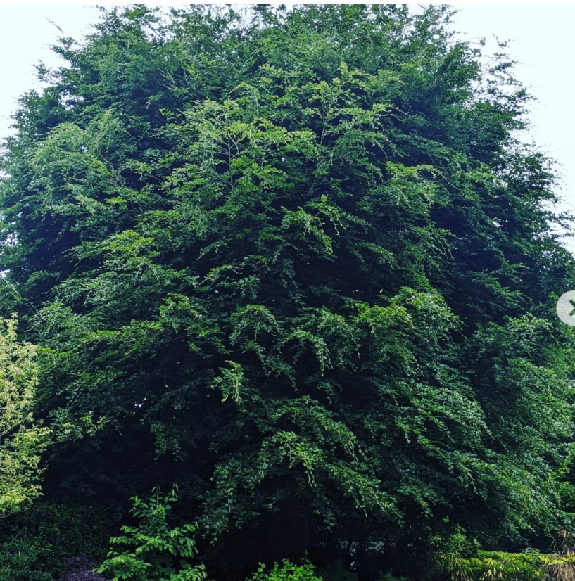 Dense tree canopy viewed from below