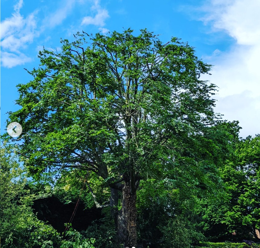 Mature broadleaf tree with a full crown