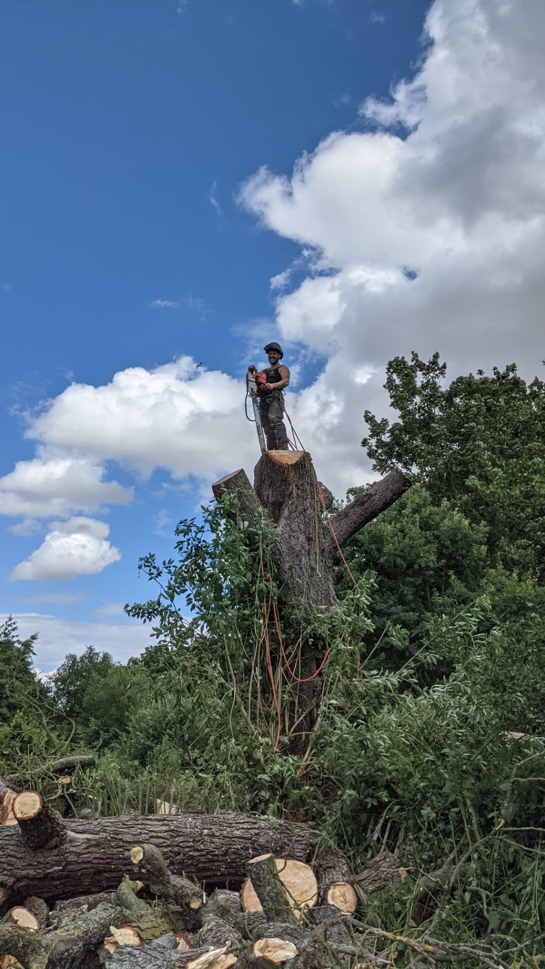 Arborist sectionally dismantling a large tree